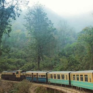 tree, transportation, fog, growth, forest, nature, mode of transport, built structure, day, rail transportation, architecture, green color, outdoors, foggy, lush foliage, building exterior, beauty in nature, railroad track, tranquility, no people