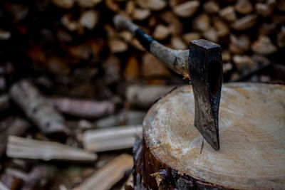 Close-up of tree stump