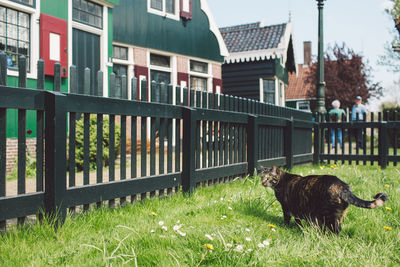 Cat waling on grass against houses