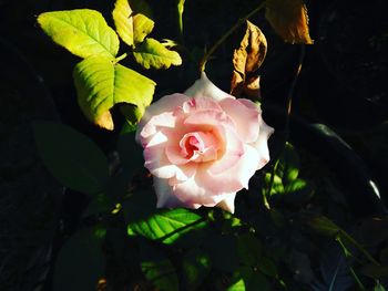 Close-up of pink flowers blooming outdoors