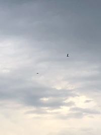 Low angle view of bird flying in sky