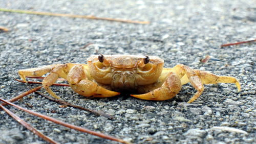 Close-up of crab on land by sea