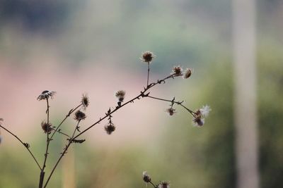 Close-up of wilted plant against blurred background