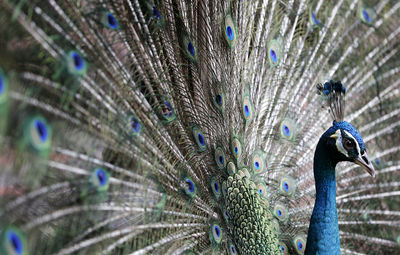 Close-up of peacock feather