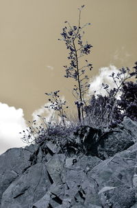 Low angle view of snow covered trees