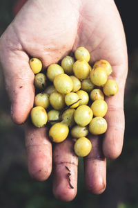 Cropped hand of person holding red fruits