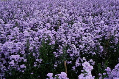 Close-up of purple flowering plants on field