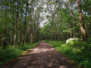 Dirt road amidst trees in forest