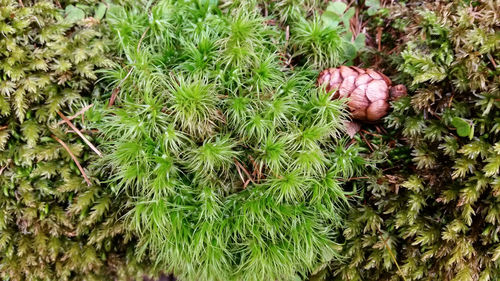 Plants growing on field