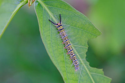 Close-up of butterfly on leaf