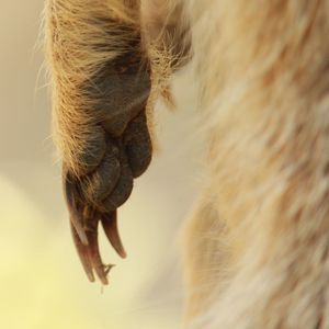 Close-up of a horse