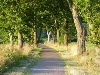 Footpath amidst trees in forest