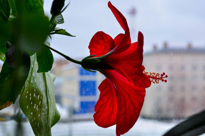 Close-up of red hibiscus blooming against sky