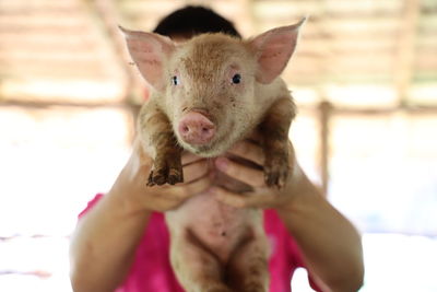 Close-up of hand holding cat