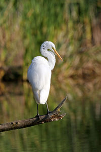 Bird perching on a tree