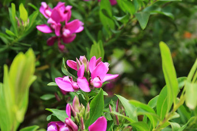 Close-up of pink flowering plant