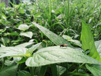 Close-up of insect on wet leaf