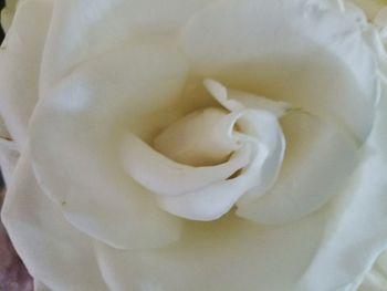 Close-up of white flowers