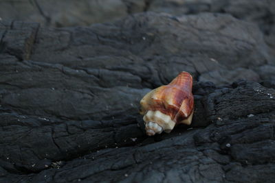 Close-up of crab on rock