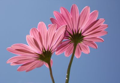 Close-up of pink flower against blue sky