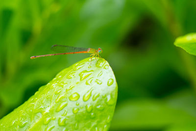 Close-up of caterpillar on leaf