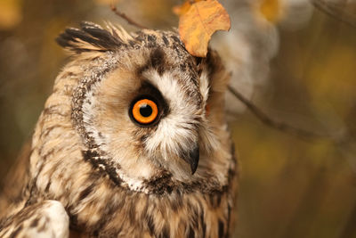 Close-up portrait of owl