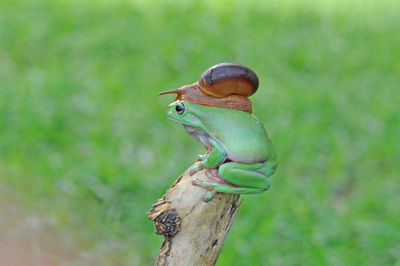 Close-up of lizard on leaf