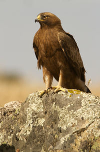 Close-up of eagle perching on rock