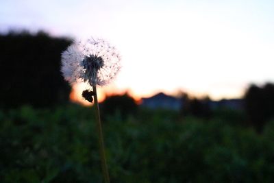 Close-up of dandelion blooming on field