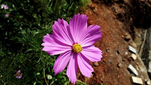 Close-up of purple flower