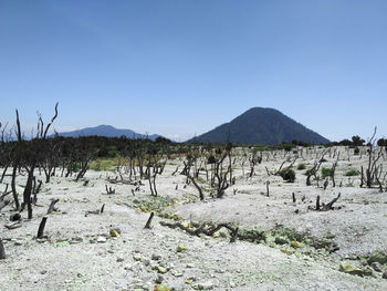 Scenic view of field against clear blue sky