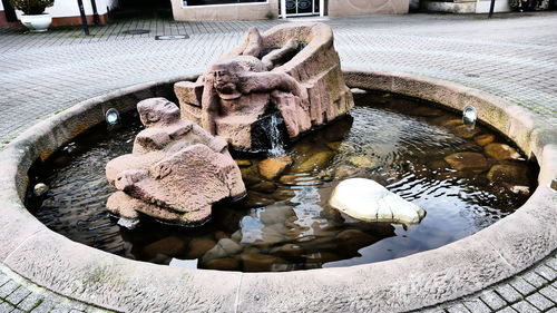 Close-up of turtle in water