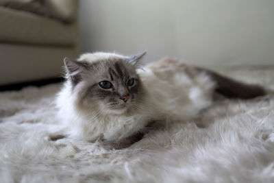 Close-up portrait of cat at home