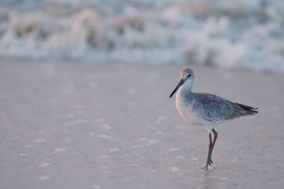 Close-up of bird perching on shore at beach