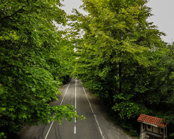 Empty road amidst trees