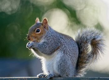 Close-up of squirrel eating
