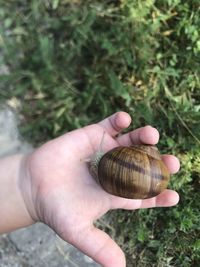 Close-up of hand holding shell