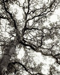 Low angle view of bare trees against sky