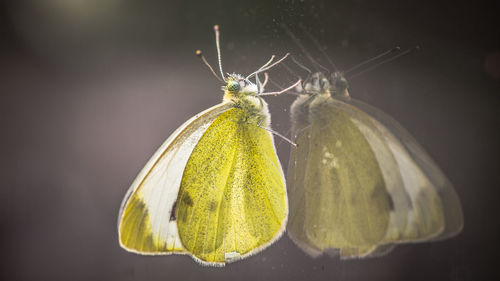 Close-up of insect on leaf