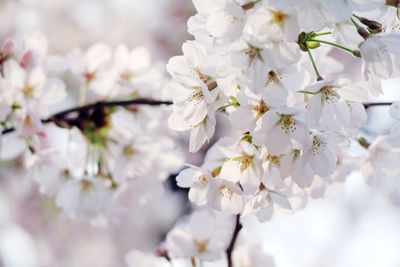 Close-up of white flowers on branch