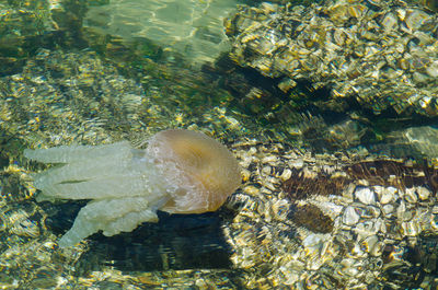 High angle view of turtle swimming in sea