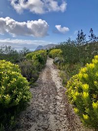 Road amidst plants and trees against sky