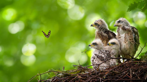 Close-up of birds in nest