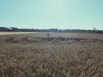 Scenic view of field against clear sky