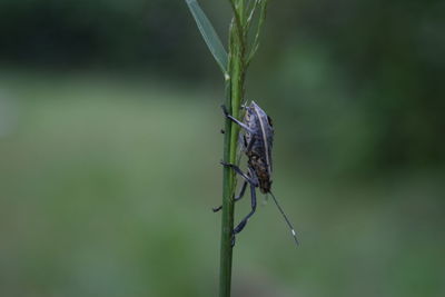 Close-up of insect