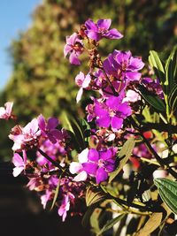 Close-up of pink flowers blooming on tree