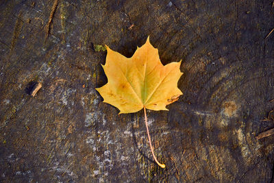 High angle view of maple leaf on wood