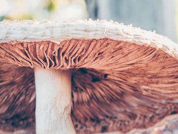 Close-up of textured wood