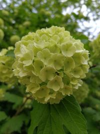 Close-up of flowering plant