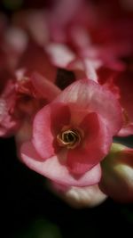 Close-up of pink flowers